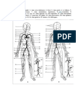 Sistemul Arterial Si Cel Venos