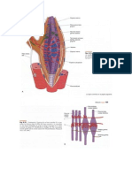 Huso Neuromuscular