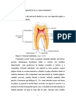 Sistemul Endodontic