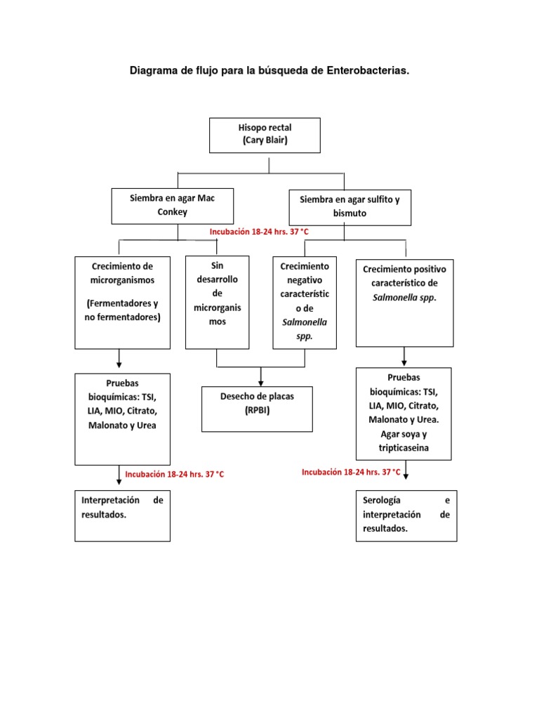 Diagrama De Flujo Para La Búsqueda De Bacterias De Importancia Medicapdf