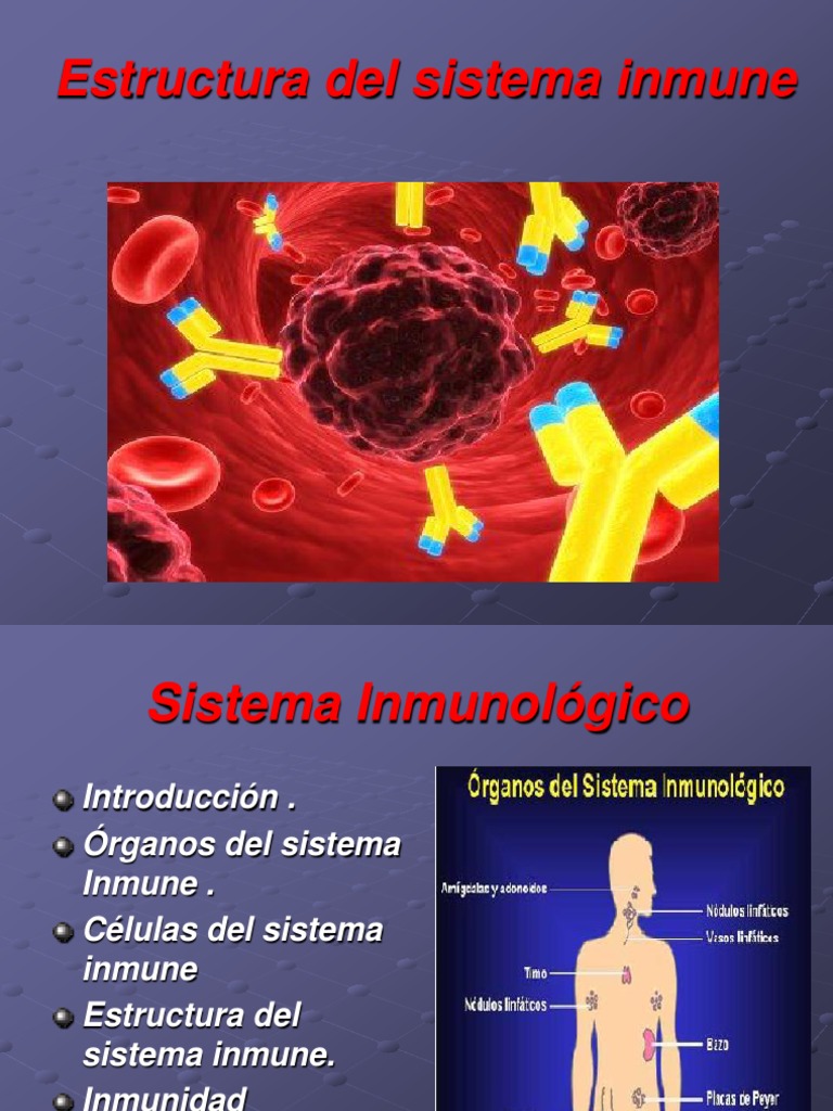 Estructura y Función del Sistema Inmunológico | PDF | Linfocitos | Célula T