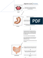 Digestive Cycle-Proteins