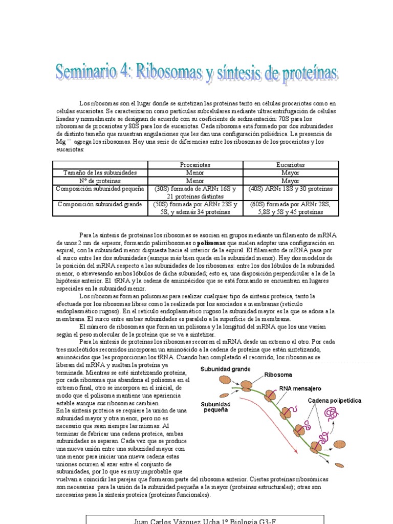 Los Ribosomas y La Síntesis de Proteínas | PDF | Ribosoma | Rna ribosomal