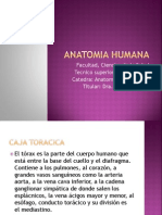 Anatomia Humana Caja Toracica