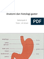 Anatomi Dan Histologi Gaster