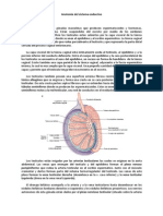 Sistema endocrino: testículos, páncreas, suprarrenales y ovarios