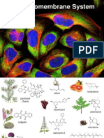 Lecture 3 - Endomembrane 
