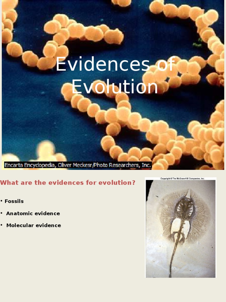 Molecular Evidence for Evolution | PDF | Fossil | Evolution