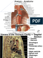 Esophageal Carcinoma