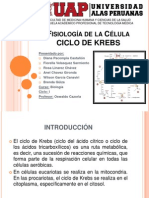 Fisiología de La Célula - CICLO de KREBS