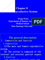 Chapter 6 Genital System