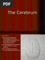 The Cerebrum