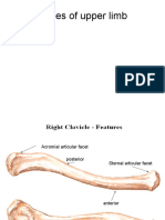 Bones of Upper Limb