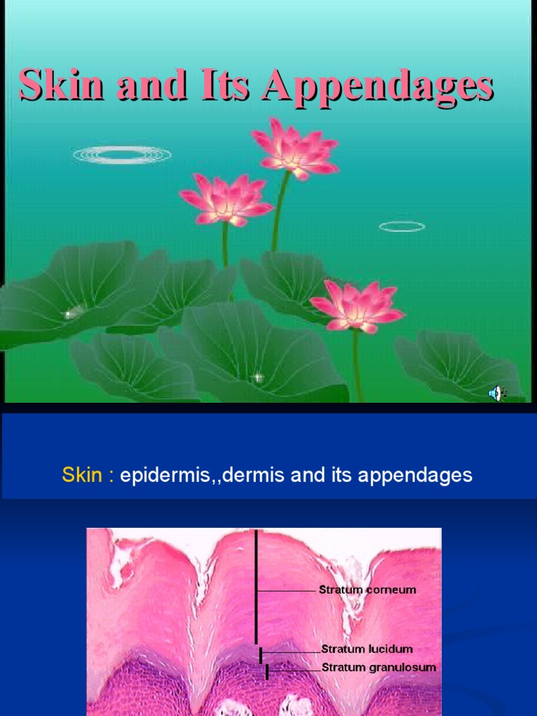 Skin and Its Appendages | PDF | Skin | Epidermis