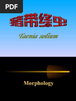 HELMINTHS > cestoda > taenia