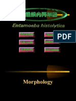 Protozoa Amoebae Entamoeba