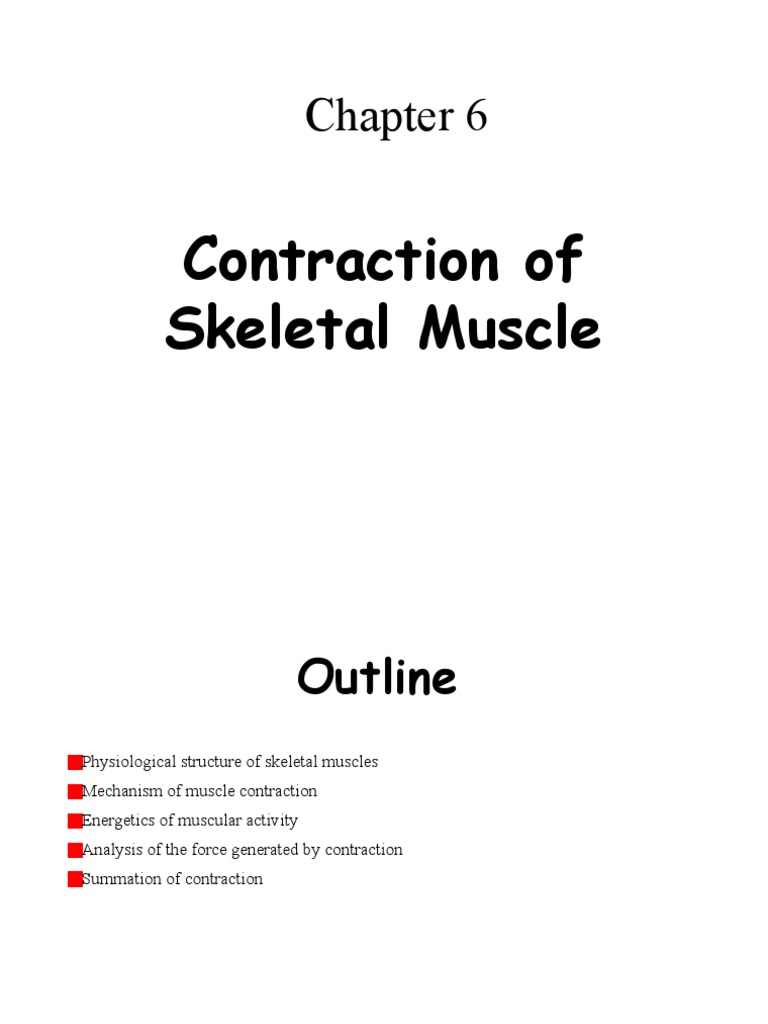 05.contraction of Skeletal Muscle | PDF | Muscle Contraction | Muscle