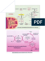 Metabolismo de Carbohidratos