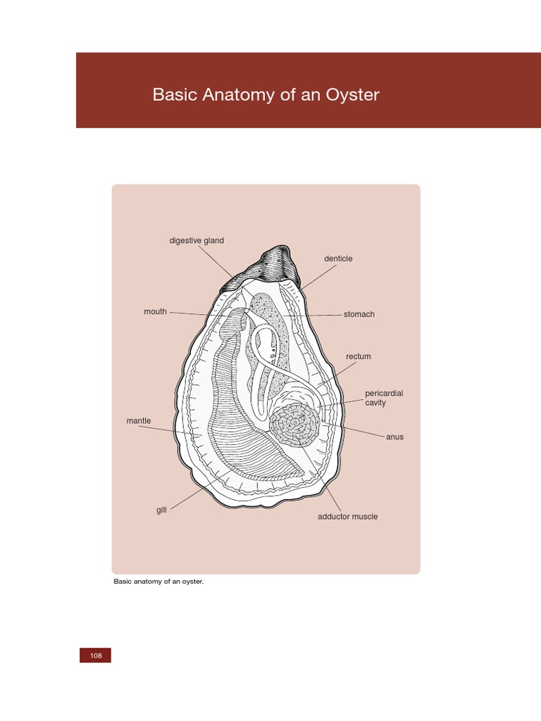 Basic Anatomy of an Oyster | Fixation (Histology) | Mollusca