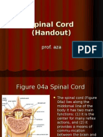 Spinal Cord