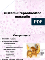 Genital Masculin Revizuit