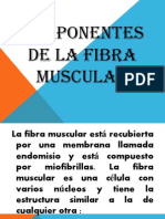 Componentes de La Fibra Muscular Exposicion