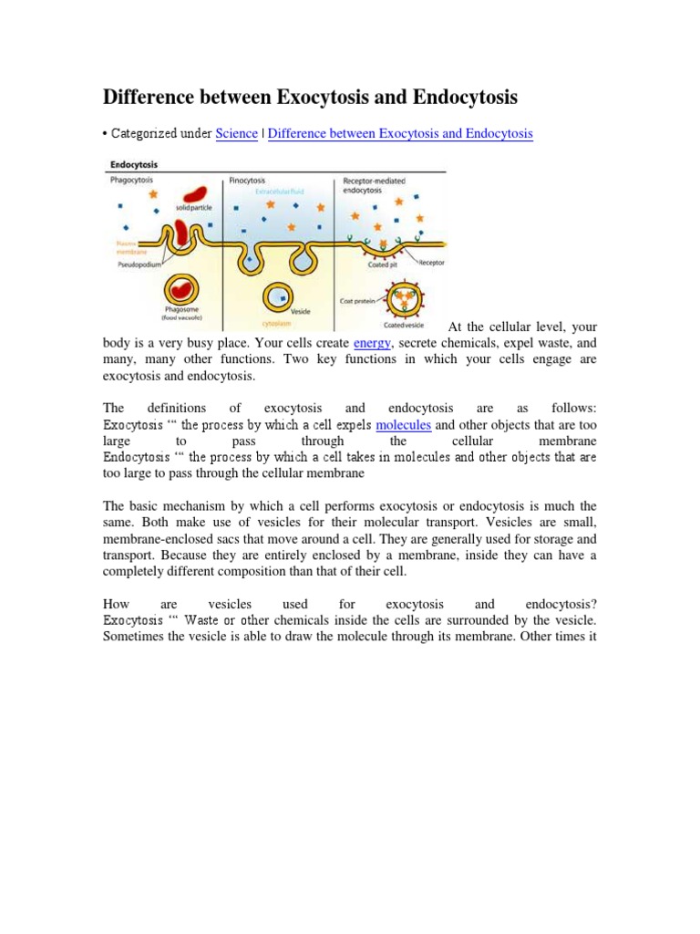 Difference Between Exocytosis and Endocytosis | Cell Membrane | Vesicle ...