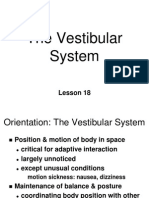 ~BN18 vestibular system