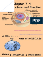 cell membrane.ppt