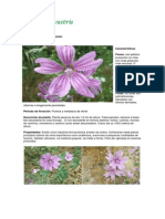 Malva Sylvestris