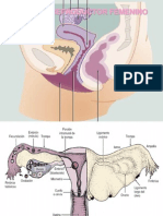 APARATO REPRODUCTOR FEMENINO