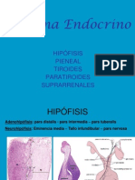 Sistema Endocrino