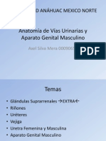Anatomia Vias Urinarias Genital Masc Uro SigloXXI