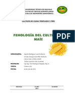 Ciclo Biologico Del Maiz