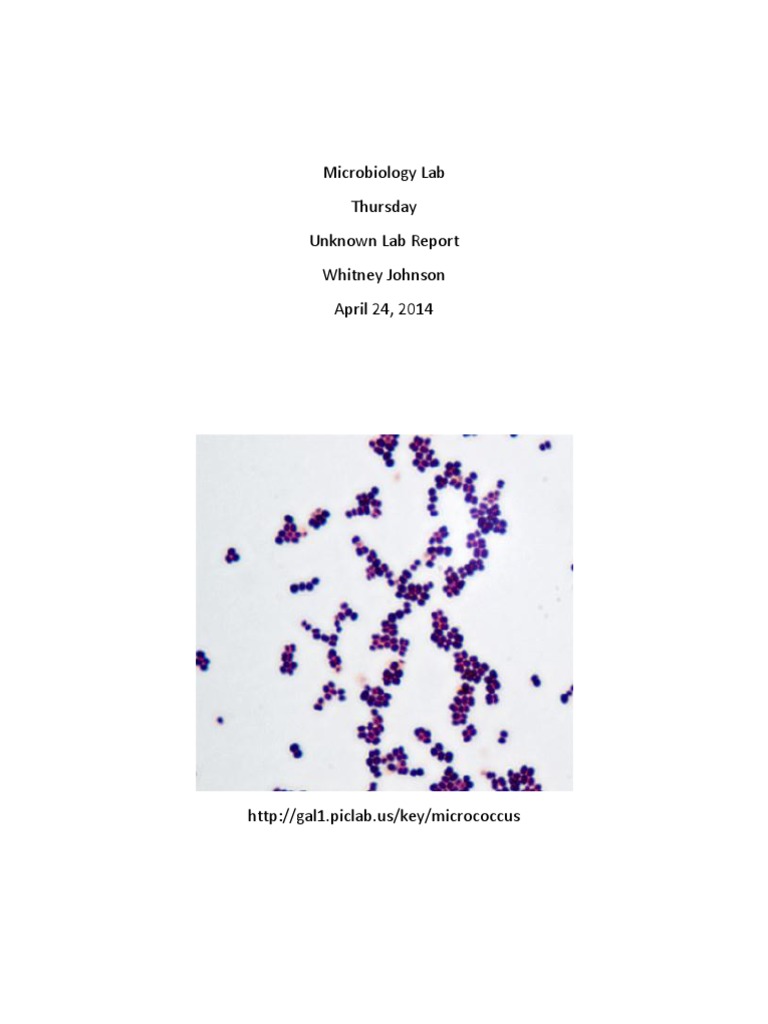 Microbiology Unknown Lab Report PDF Catalase Bacteria