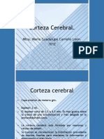 Corteza Cerebral