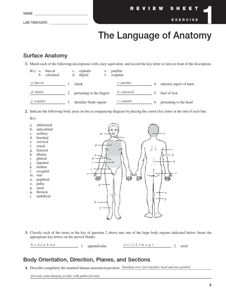 Anatomy And Physiology Lab Manual Answers