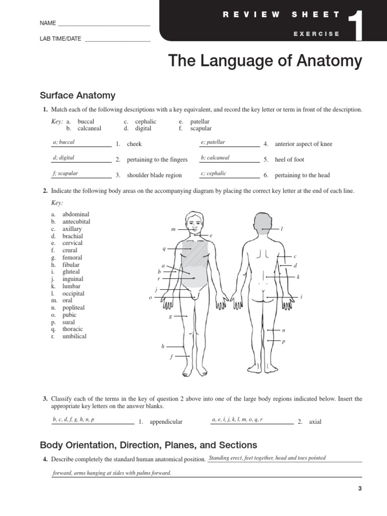 Exercise 1 Language of Anatomy Anatomical Terms Of Location