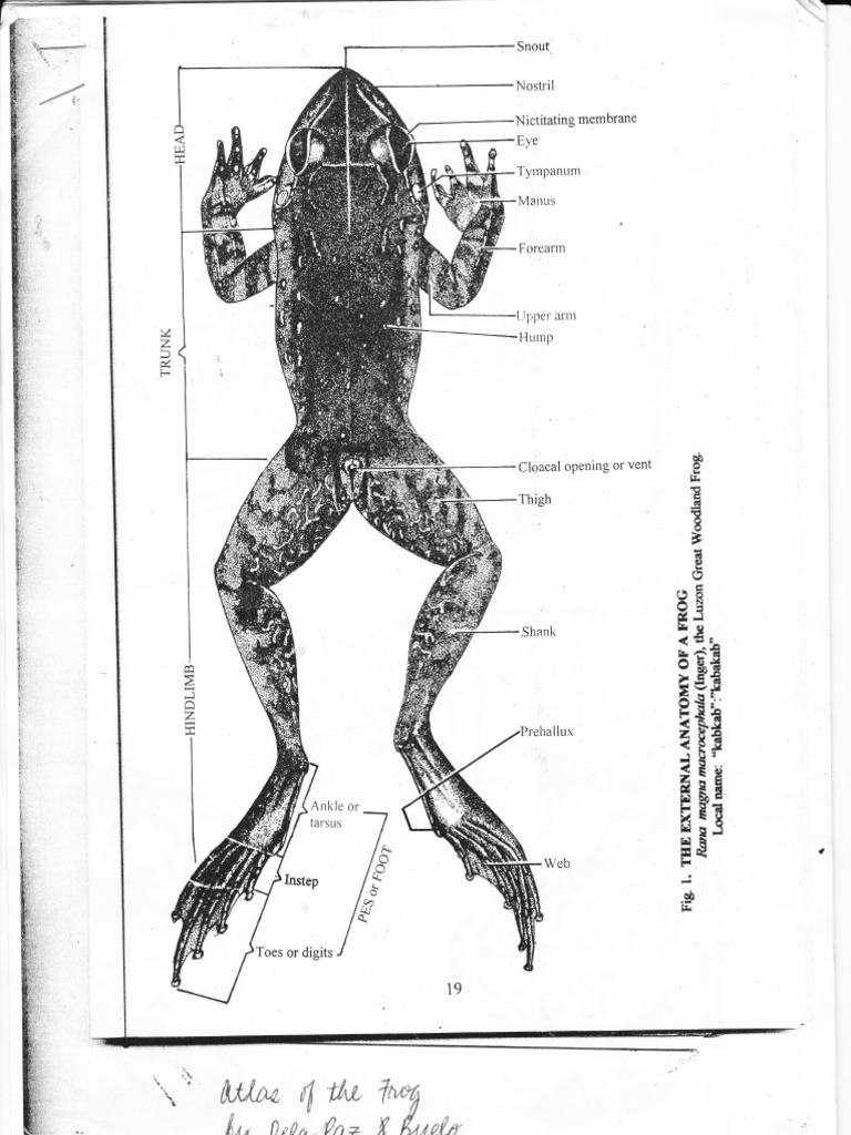 Atlas of The Frog PDF Nature