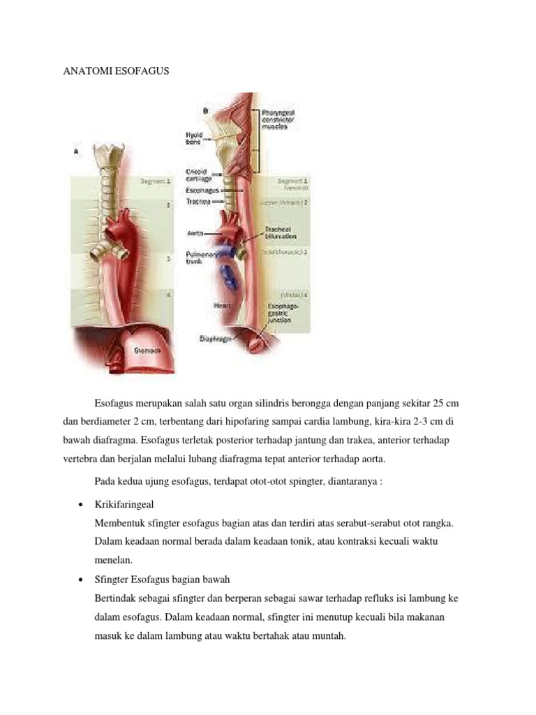 Anatomi, Histo, Fisio Esofagus | PDF | Sains & Matematika