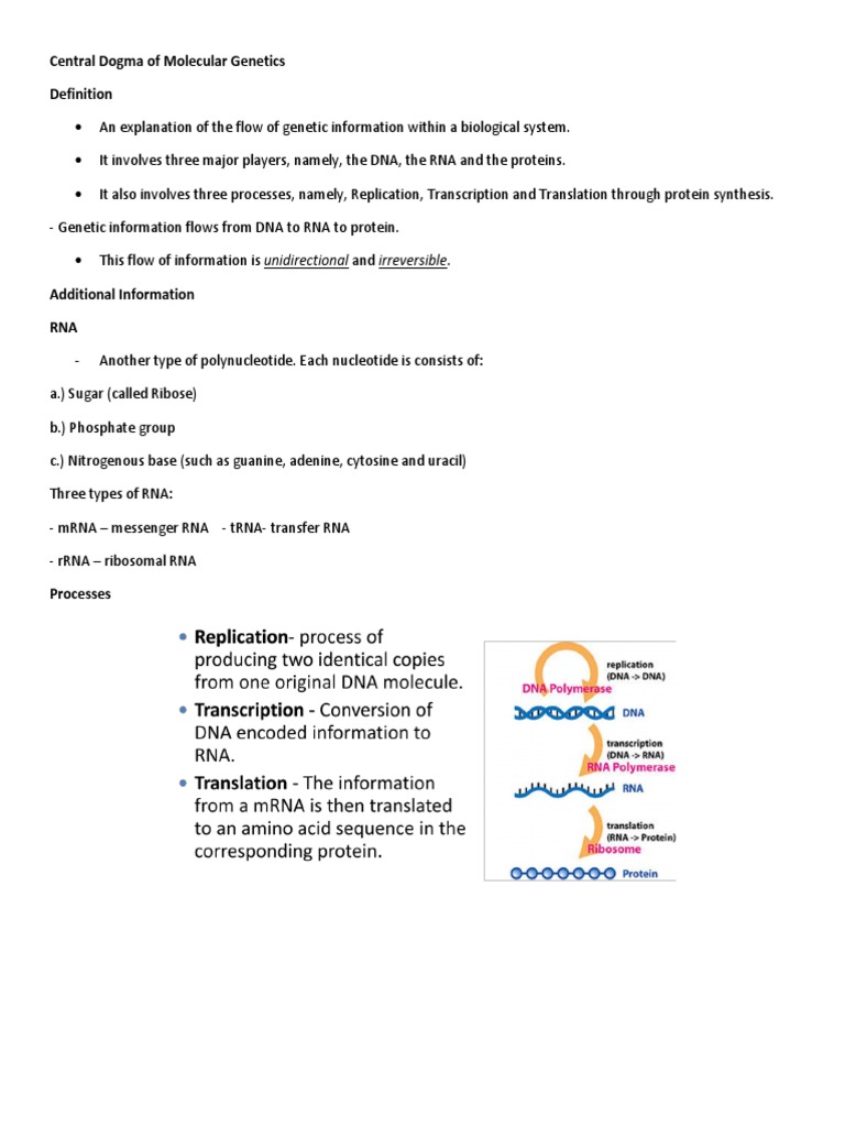 Central Dogma of Molecular Genetics | PDF | Science & Mathematics ...