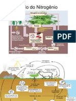 Ciclo Do Nitrogênio