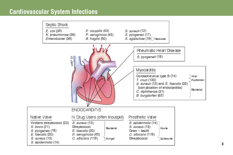 Cardiovascular Infections Overview | PDF