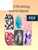 Bacterial Capsules 1