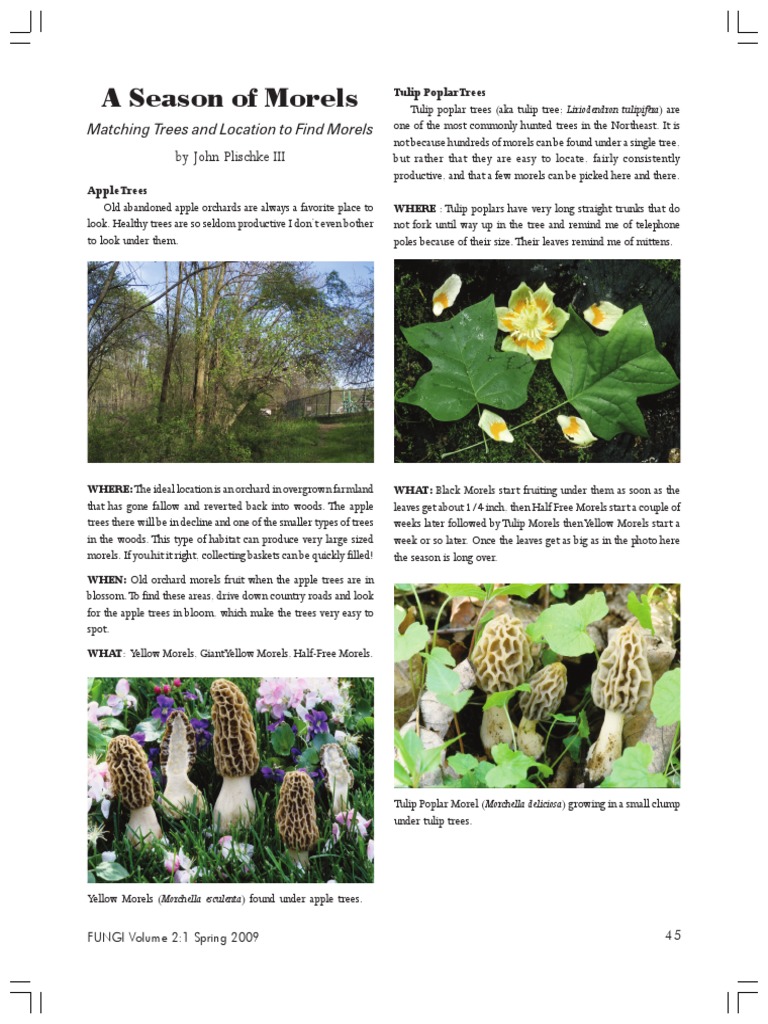 A Season of Morels PDF Trees Plants
