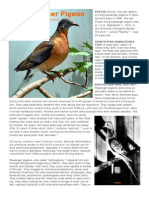 Passenger Pigeon