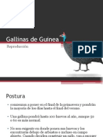 Gallinas de Guinea