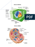 Celula Vegetal y Animal