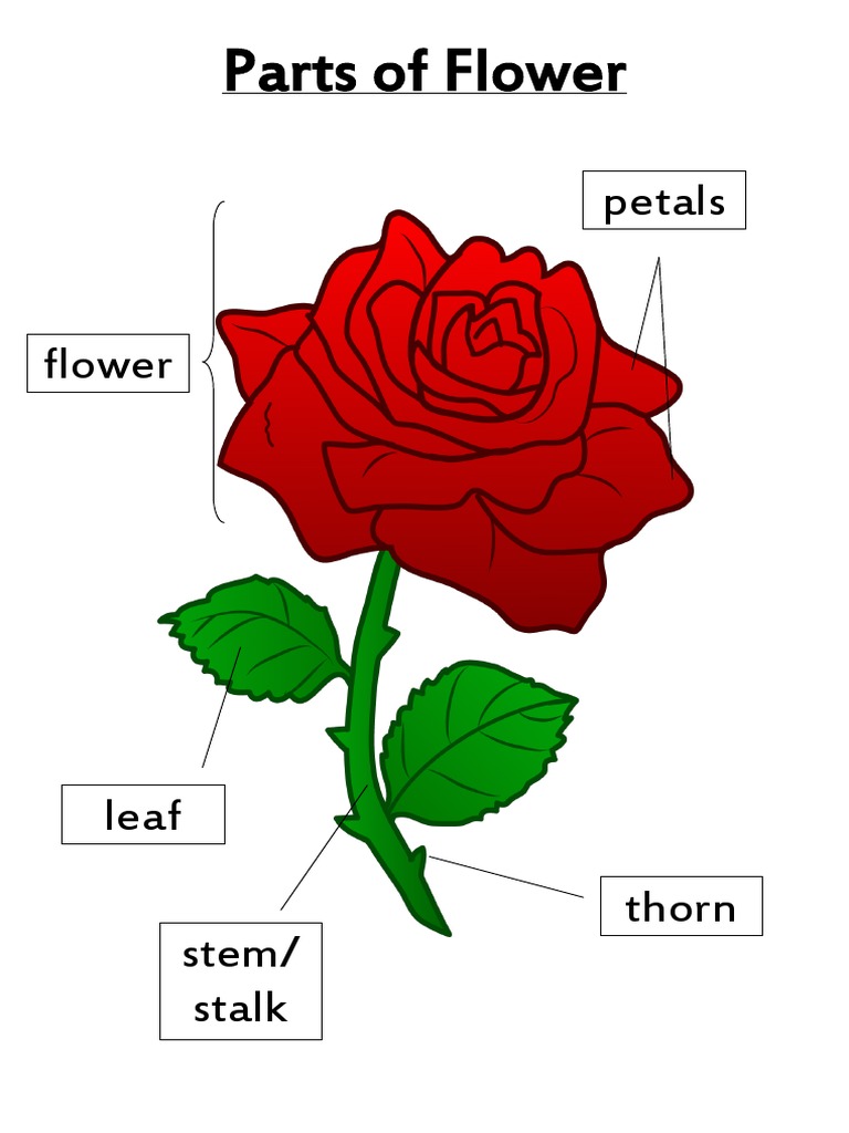 Parts of Flower PDF