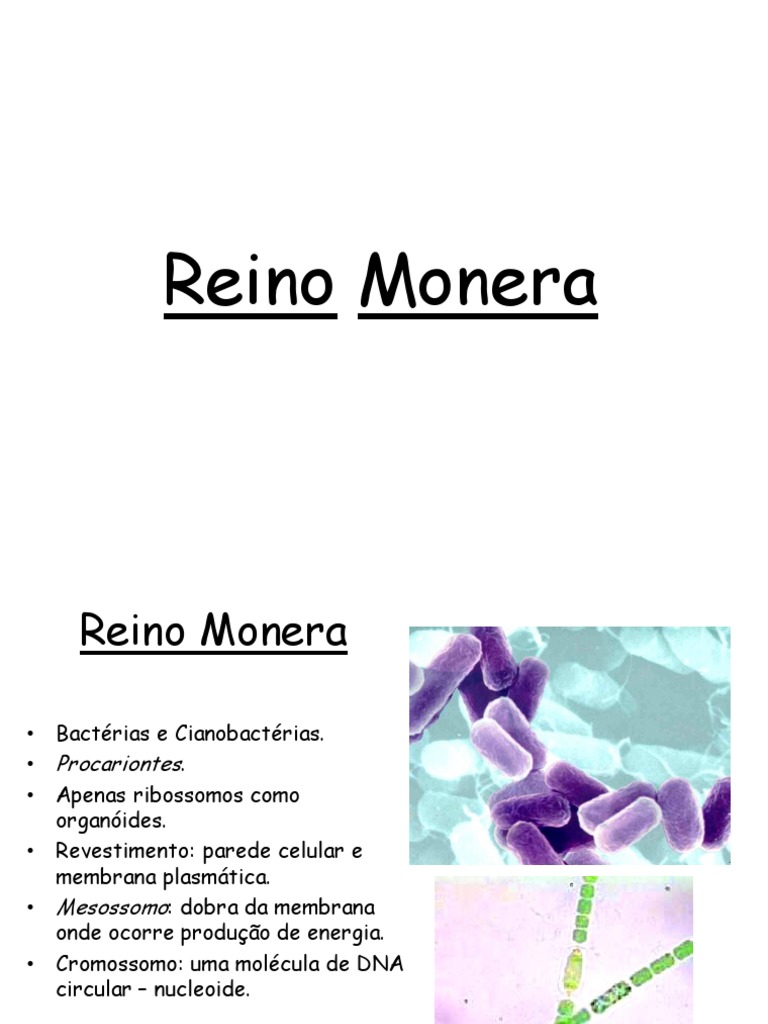 Reino Monera | PDF | Cianobactéria | Bactérias